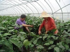茄子整枝技术视频,视频教程深度解读